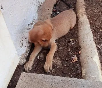 Cachorro raça SRD-ViraLata idade 2 a 6 meses nome Fortaleza