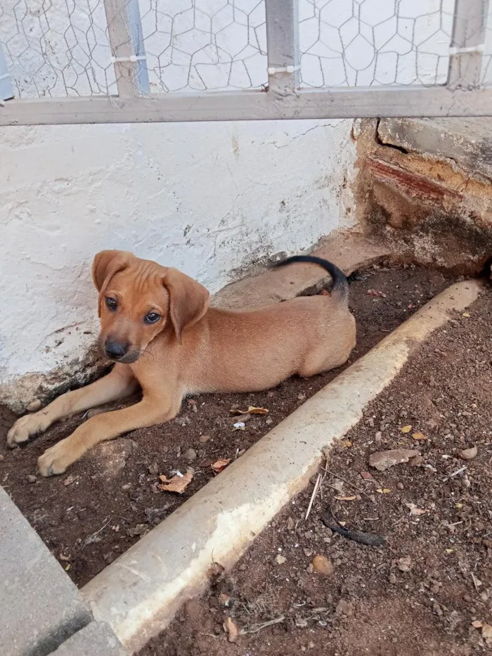 Cachorro raça SRD-ViraLata idade 2 a 6 meses nome Fortaleza