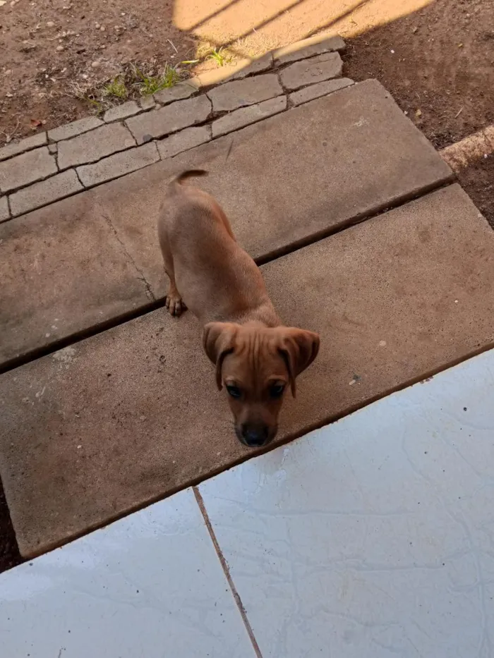 Cachorro raça SRD-ViraLata idade 2 a 6 meses nome Fortaleza