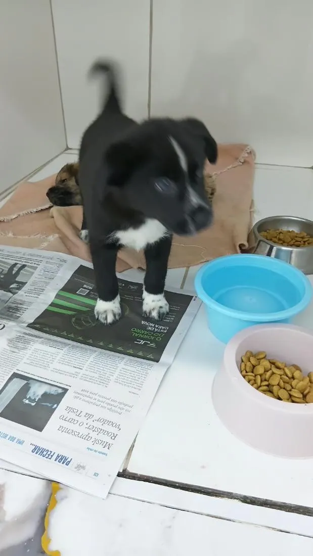 Cachorro raça SRD-ViraLata idade 2 a 6 meses nome Nuqui
