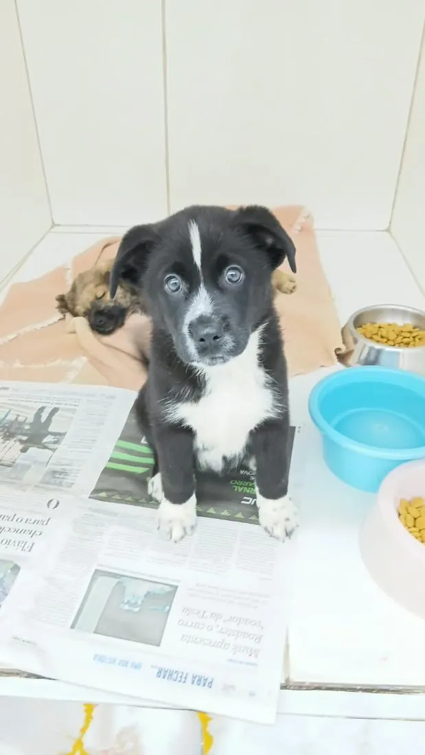 Cachorro raça SRD-ViraLata idade 2 a 6 meses nome Nuqui