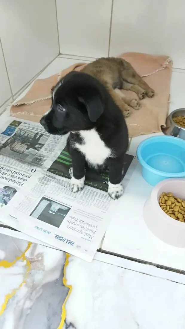 Cachorro raça SRD-ViraLata idade 2 a 6 meses nome Nuqui