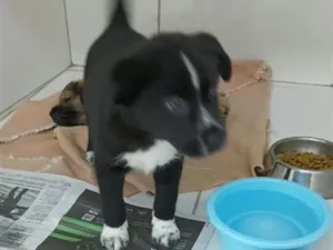 Cachorro raça SRD-ViraLata idade 2 a 6 meses nome Nuqui