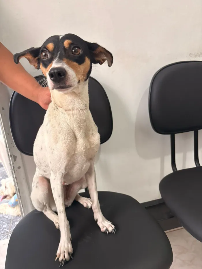 Cachorro raça SRD-ViraLata idade 2 anos nome Mel