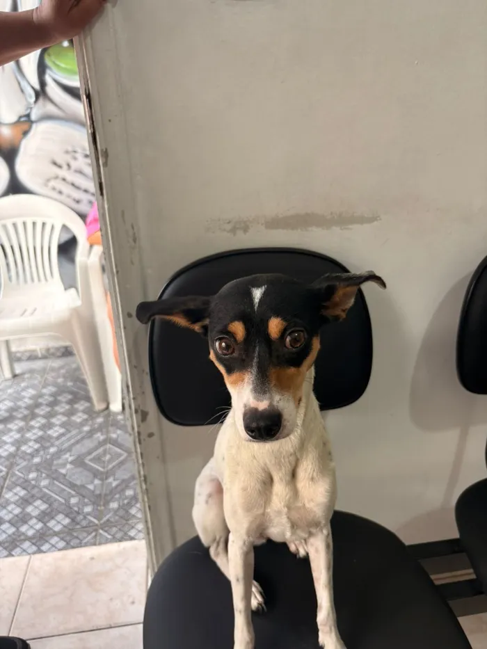 Cachorro raça SRD-ViraLata idade 2 anos nome Mel