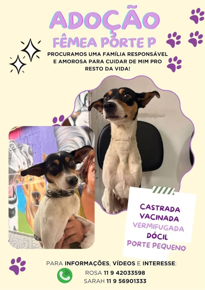 Cachorro raça SRD-ViraLata idade 2 anos nome Mel