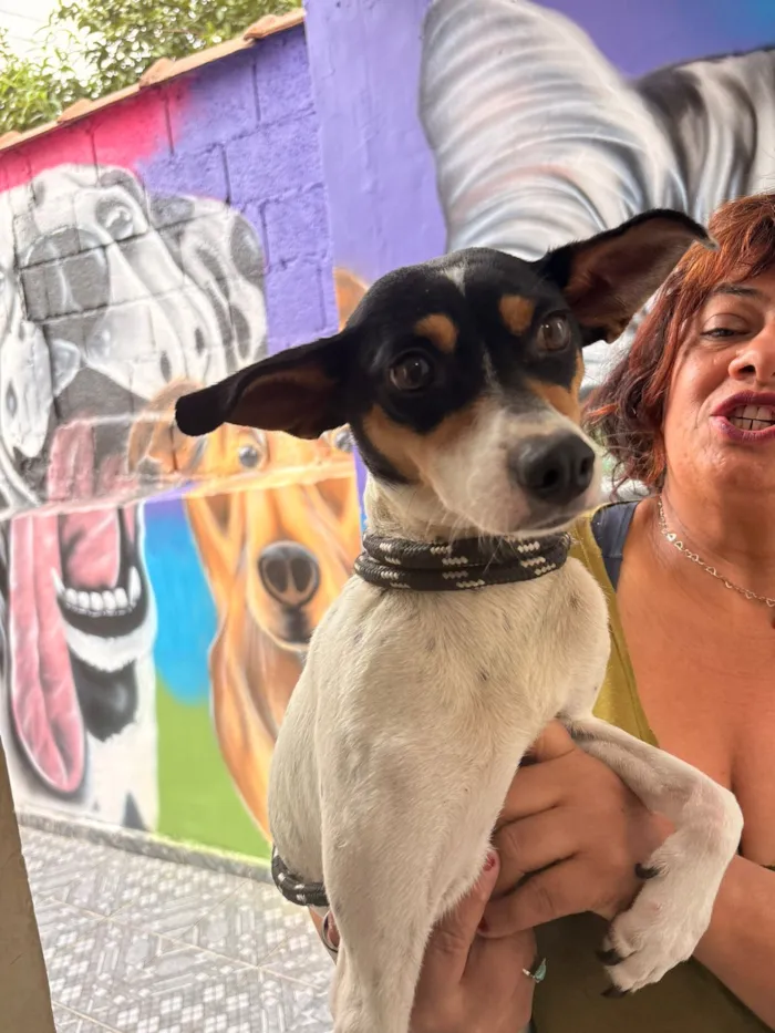 Cachorro raça SRD-ViraLata idade 2 anos nome Mel
