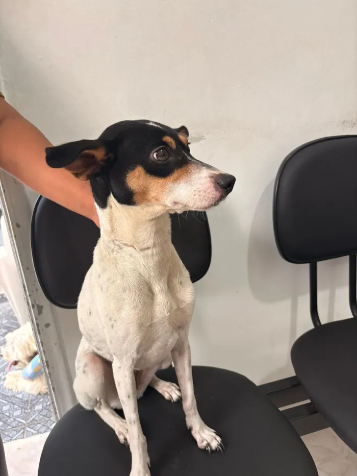 Cachorro raça SRD-ViraLata idade 2 anos nome Mel