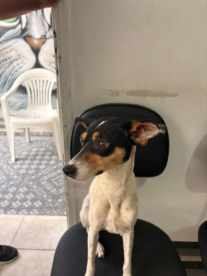 Cachorro raça SRD-ViraLata idade 2 anos nome Mel
