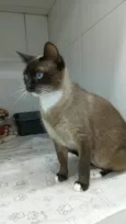 Gatinha femea