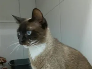 Gato raça Siamês idade 1 ano nome Gatinha femea