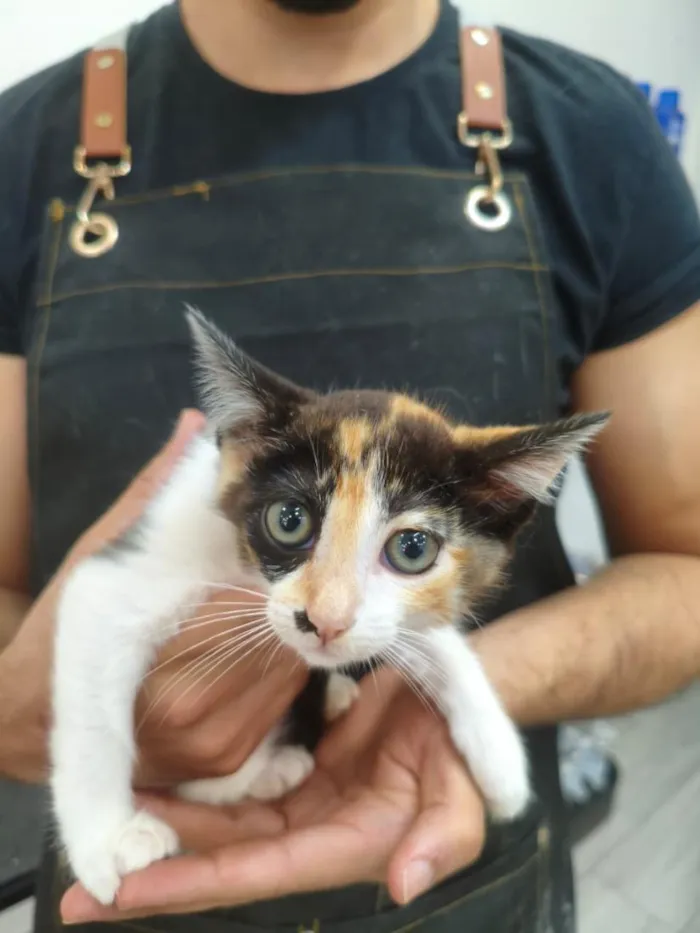 Gato raça SRD-ViraLata idade 2 a 6 meses nome Nina