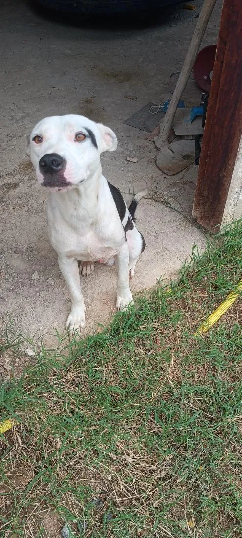 Cachorro raça Pit-Bull idade 1 ano nome pulgar