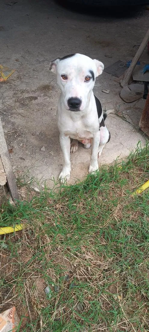 Cachorro raça Pit-Bull idade 1 ano nome pulgar