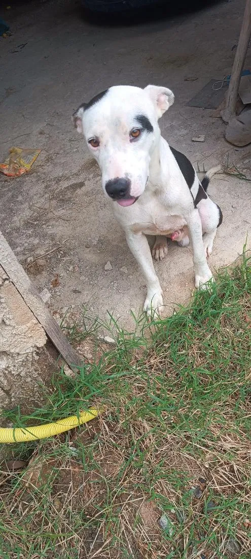 Cachorro raça Pit-Bull idade 1 ano nome pulgar