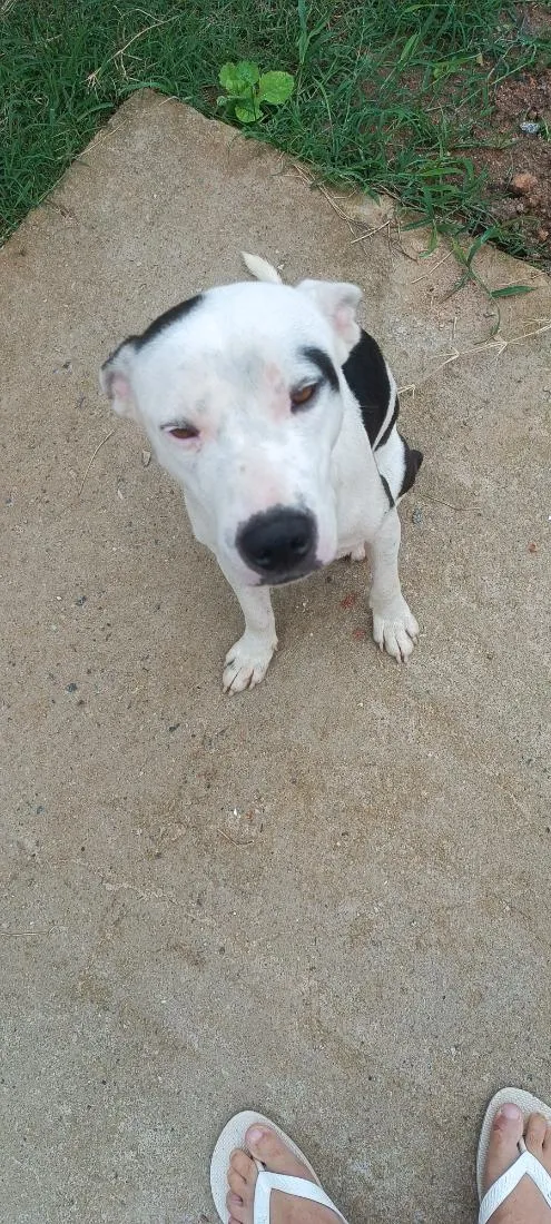 Cachorro raça Pit-Bull idade 1 ano nome pulgar