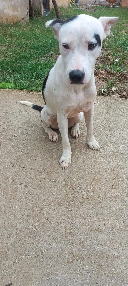 Cachorro raça Pit-Bull idade 1 ano nome pulgar