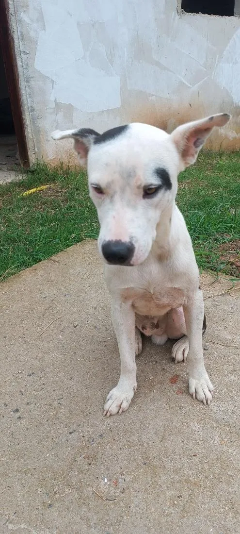Cachorro raça Pit-Bull idade 1 ano nome pulgar