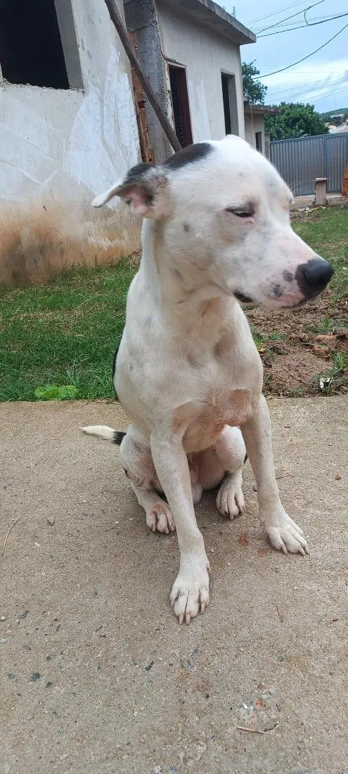 Cachorro raça Pit-Bull idade 1 ano nome pulgar