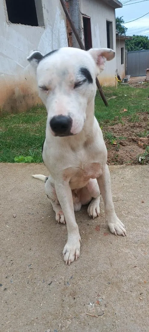 Cachorro raça Pit-Bull idade 1 ano nome pulgar