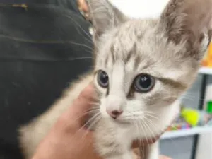 Gato raça SRD-ViraLata idade 2 a 6 meses nome Dindi