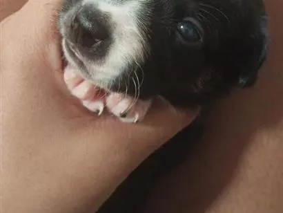 Cachorro raça SRD-ViraLata idade Abaixo de 2 meses nome Sem nome 