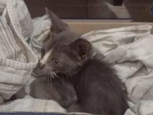 Gato raça SRD-ViraLata idade Abaixo de 2 meses nome Ash