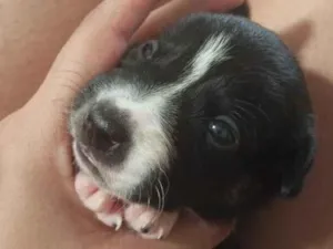 Cachorro raça SRD-ViraLata idade Abaixo de 2 meses nome Sem nome 