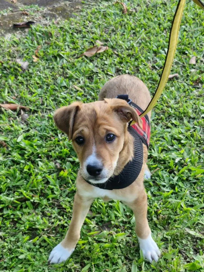 Cachorro raça SRD-ViraLata idade 2 a 6 meses nome Charlie