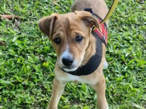 Cachorro raça SRD-ViraLata idade 2 a 6 meses nome Charlie
