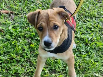 Cachorro raça SRD-ViraLata idade 2 a 6 meses nome Charlie