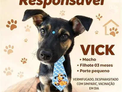 Cachorro raça SRD-ViraLata idade 2 a 6 meses nome Vick