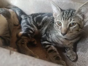 Gato raça SRD-ViraLata idade Abaixo de 2 meses nome tigrão 