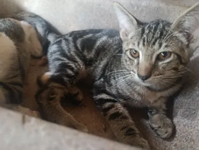 Gato raça SRD-ViraLata idade Abaixo de 2 meses nome tigrão 