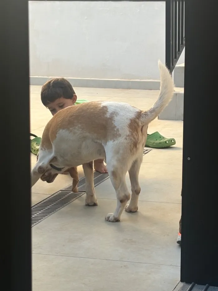 Cachorro raça SRD-ViraLata idade 6 ou mais anos nome Darth