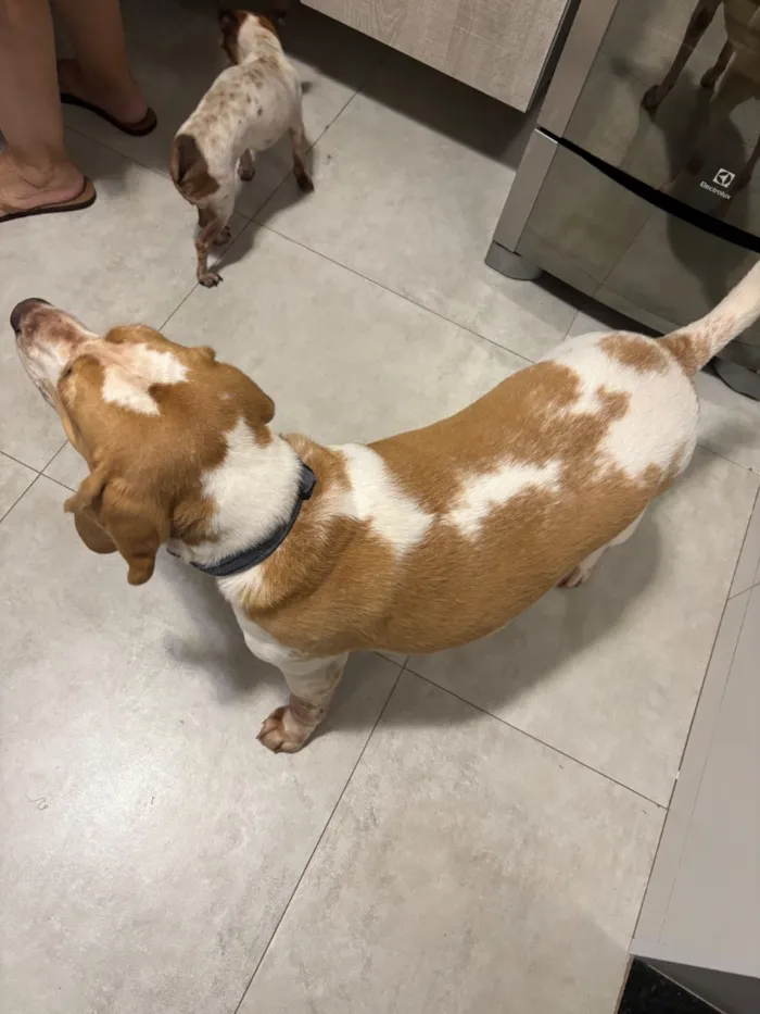 Cachorro raça SRD-ViraLata idade 6 ou mais anos nome Darth