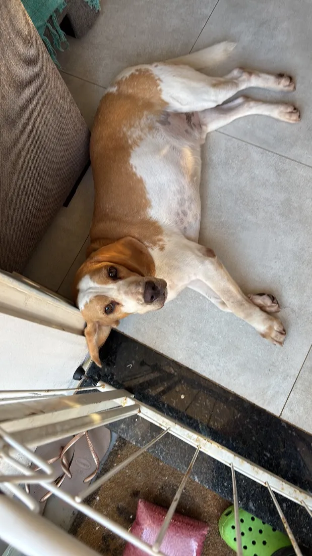 Cachorro raça SRD-ViraLata idade 6 ou mais anos nome Darth