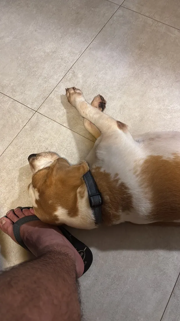 Cachorro raça SRD-ViraLata idade 6 ou mais anos nome Darth