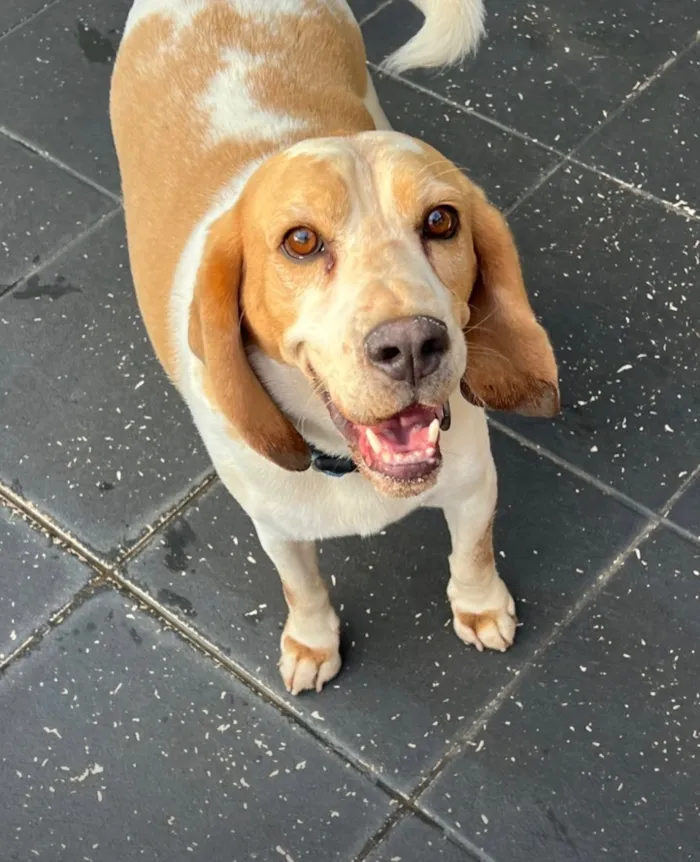 Cachorro raça SRD-ViraLata idade 6 ou mais anos nome Darth
