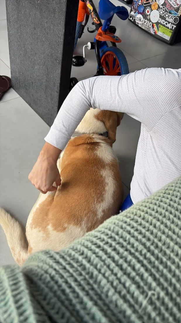 Cachorro raça SRD-ViraLata idade 6 ou mais anos nome Darth