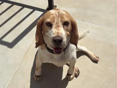 Cachorro raça SRD-ViraLata idade 6 ou mais anos nome Darth