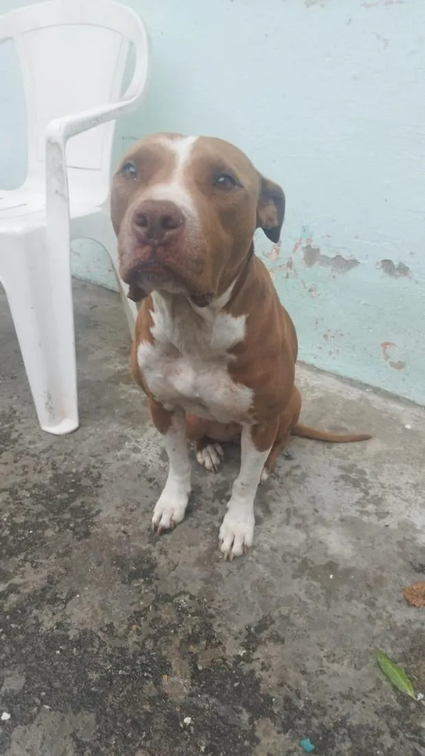 Cachorro raça SRD-ViraLata idade 5 anos nome Hydra