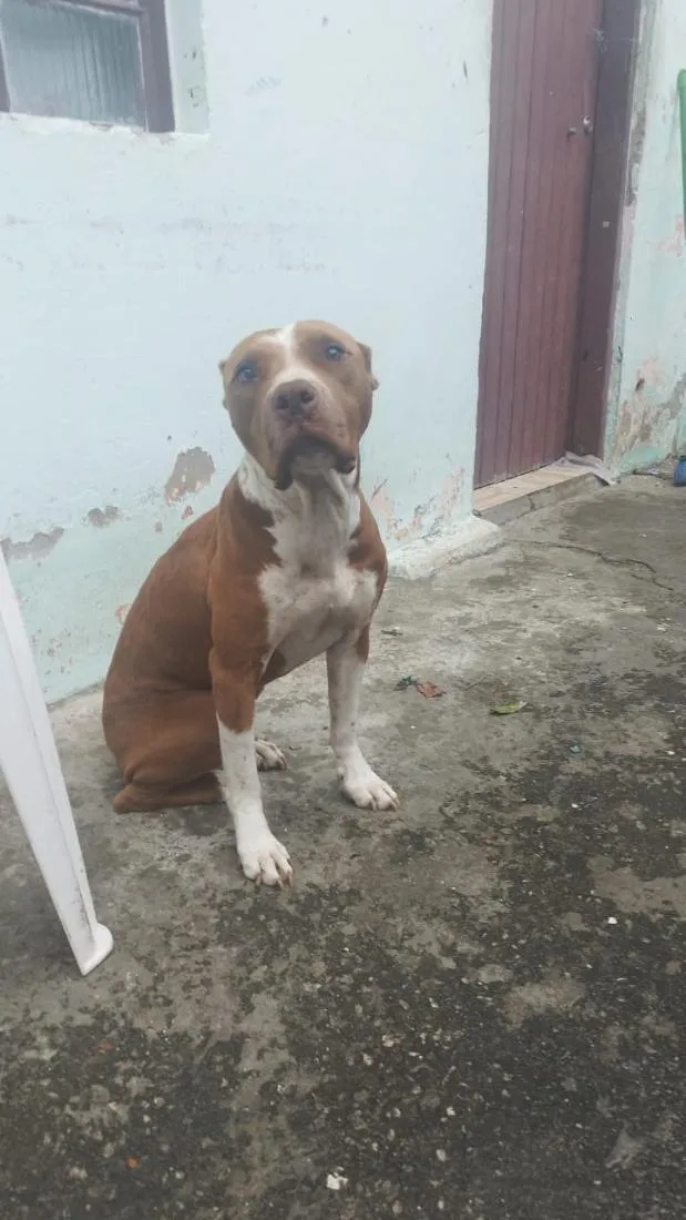 Cachorro raça SRD-ViraLata idade 5 anos nome Hydra