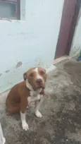 Hydra