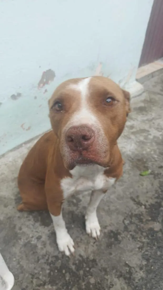 Cachorro raça SRD-ViraLata idade 5 anos nome Hydra