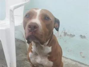Cachorro raça SRD-ViraLata idade 5 anos nome Hydra