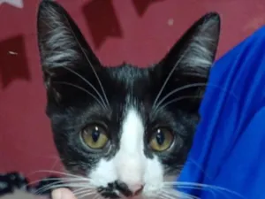 Gato raça SRD-ViraLata idade 2 a 6 meses nome n tem nome ainda 
