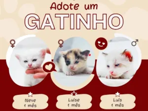 Gato raça SRD-ViraLata idade Abaixo de 2 meses nome Fofinhos 