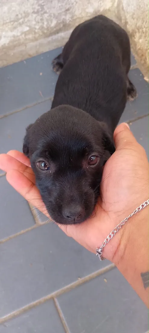 Cachorro raça SRD-ViraLata idade 2 a 6 meses nome Não tem nome