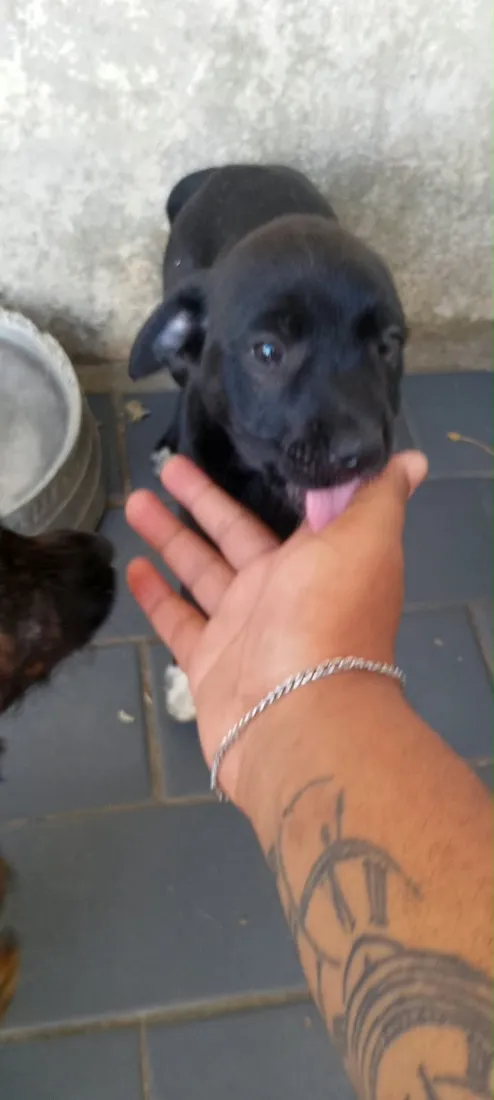 Cachorro raça SRD-ViraLata idade 2 a 6 meses nome Não tem nome